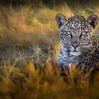 Junger Leopard (Botswana)