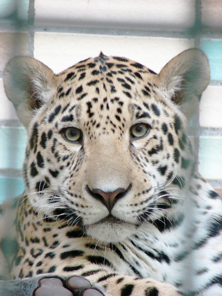 junger Leopard