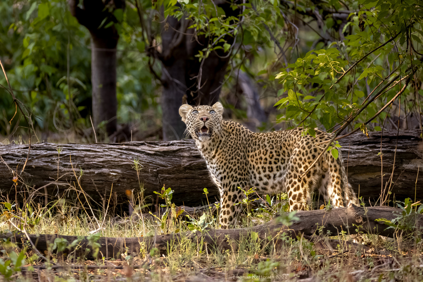 Junger Leopard