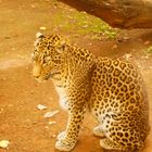 Junger Leopard