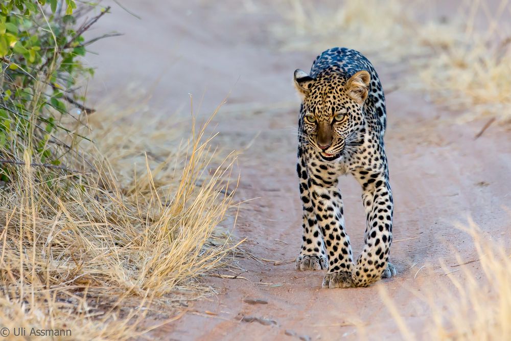 Junger Leopard im Abendlicht