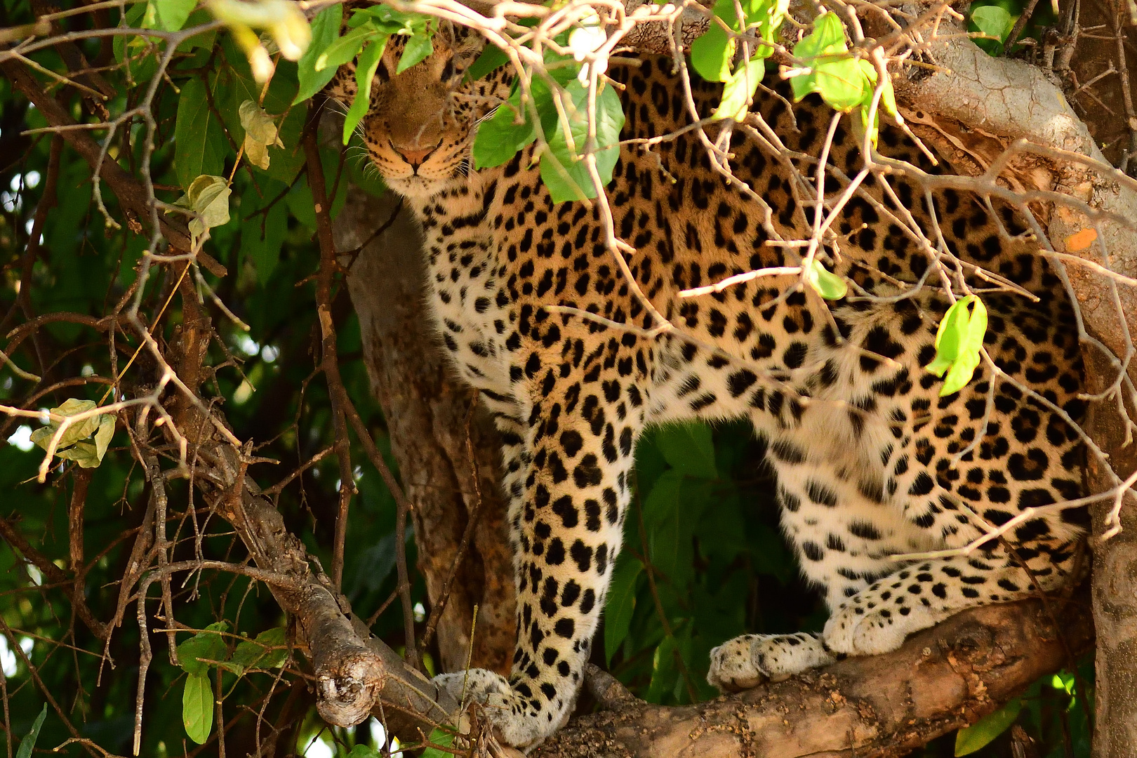 Junger Leopard im Chobe NP