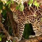 Junger Leopard im Chobe NP