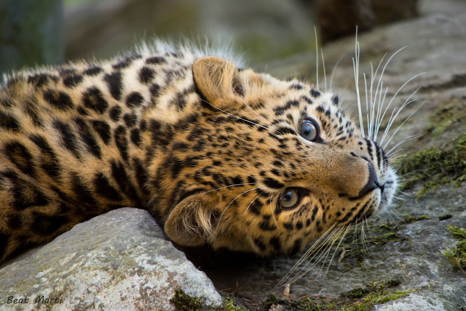 Junger Leopard im Zoo Mulhouse