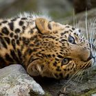 Junger Leopard im Zoo Mulhouse