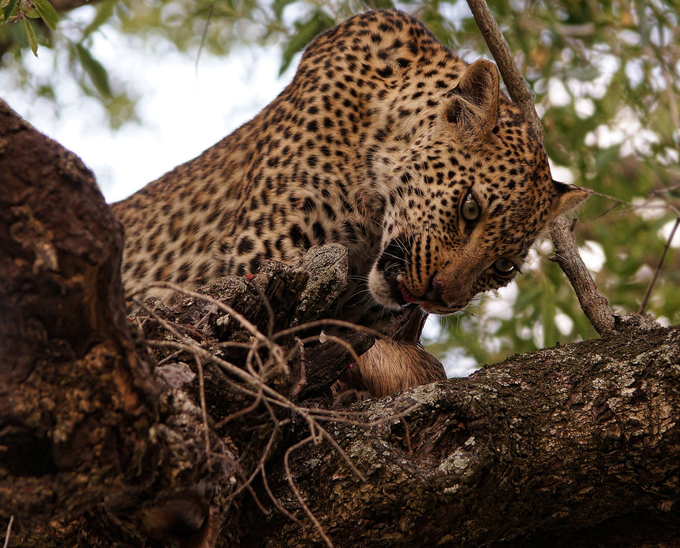 Junger Leopard (Panthera pardus)