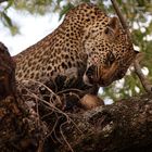 Junger Leopard (Panthera pardus)