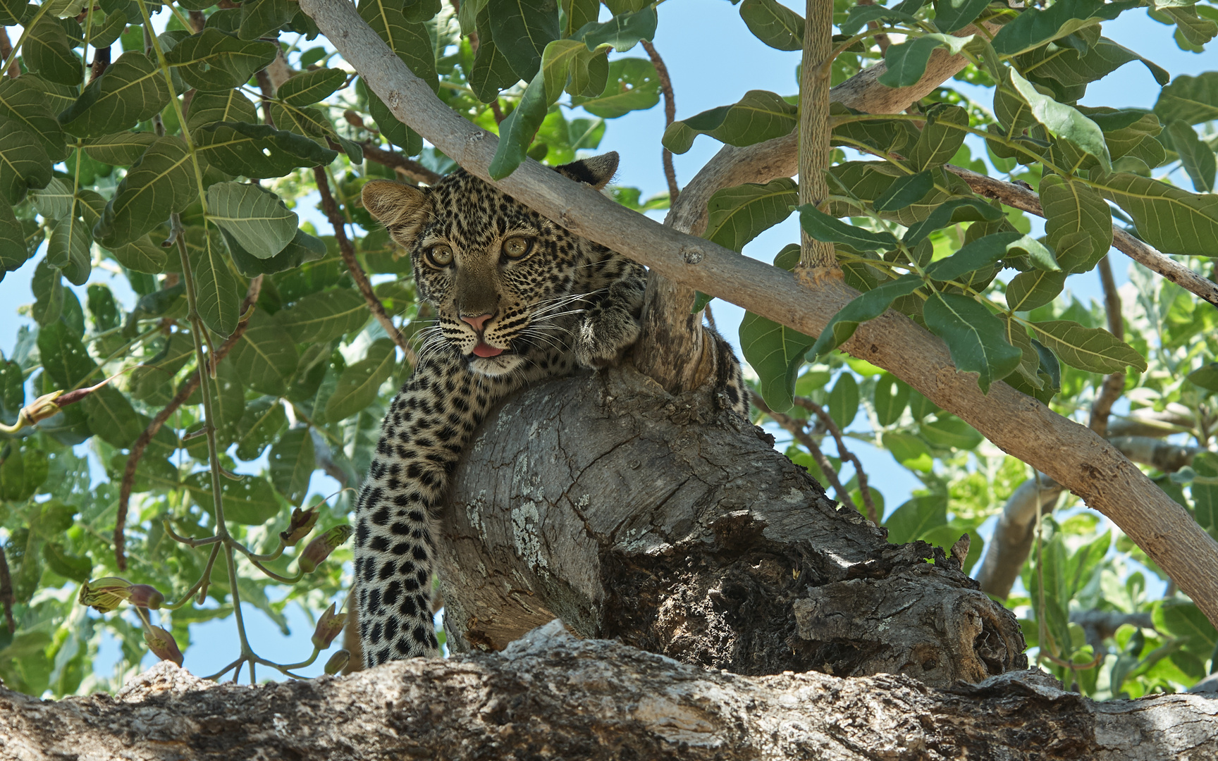 Junger Leopard Tansania
