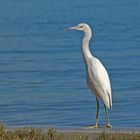 Junger Little Blue Heron (Egretta caerulea)