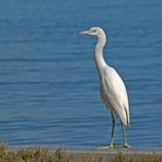 Junger Little Blue Heron (Egretta caerulea)