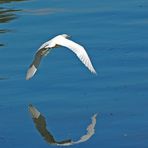 Junger Little Blue Heron (Egretta caerulea)...