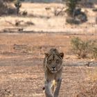 Junger Löwe auf Freiersfüßen