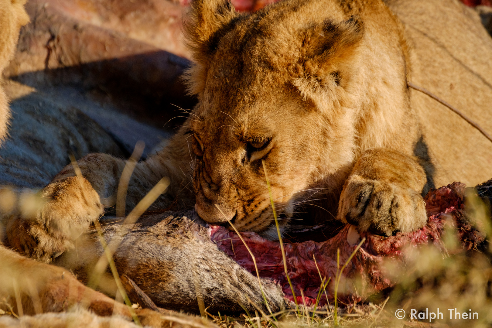 Junger Löwe beim fressen