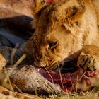 Junger Löwe beim fressen
