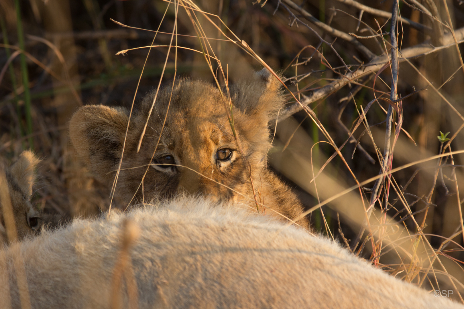 Junger Löwe im Moremi National Park, Botswana