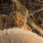 Junger Löwe im Moremi National Park, Botswana