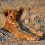 Junger Löwe im Morgenlicht