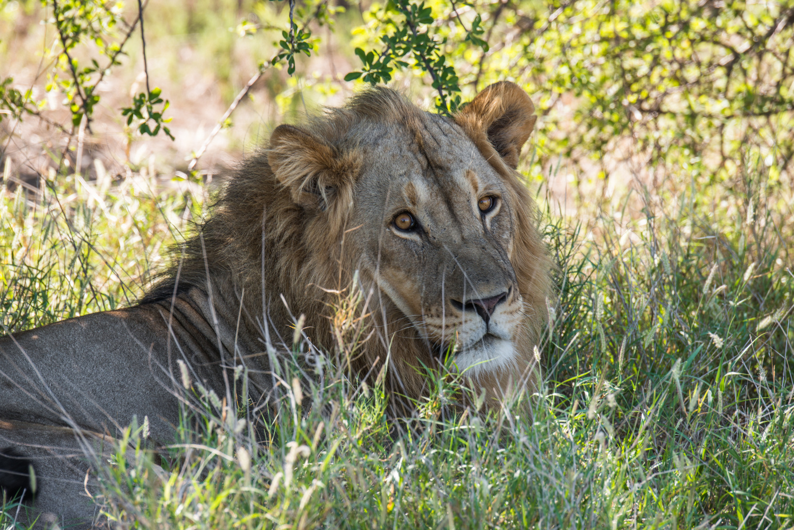 Junger Löwe im Okavango Delta