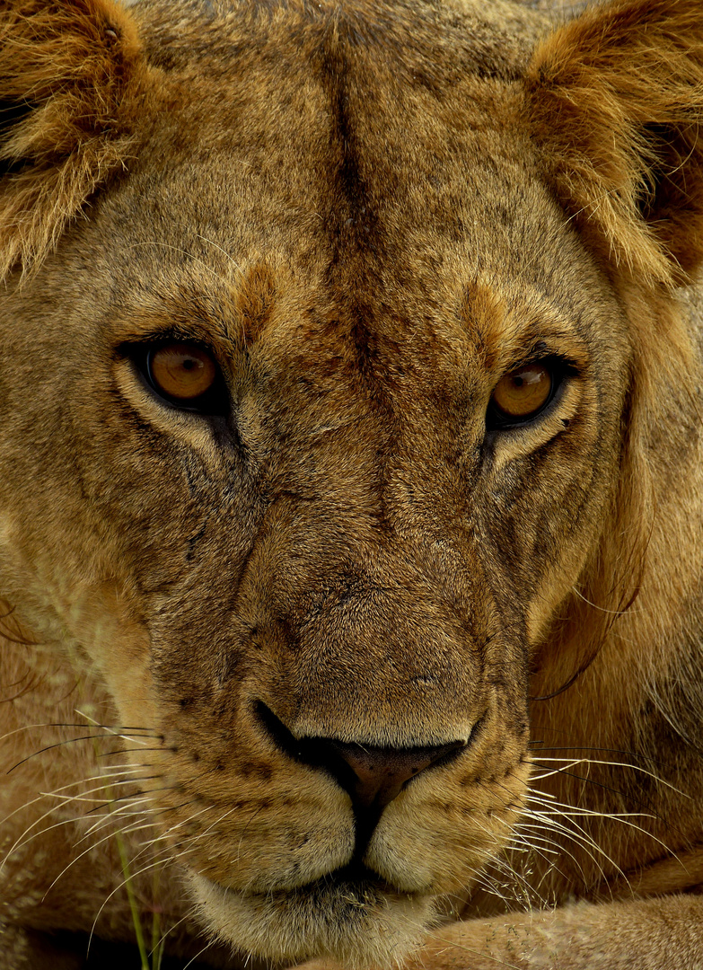 junger Löwe im Ruaha-Park