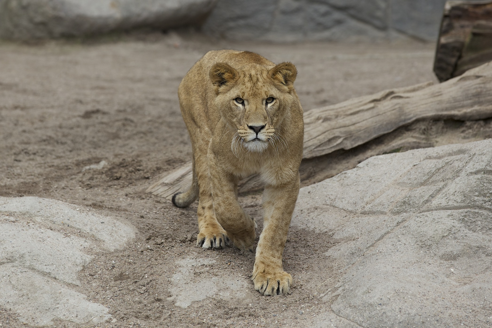 Junger Löwe im Tierpark Hagenbeck/ Hamburg