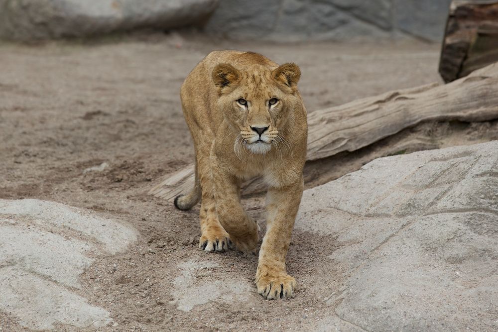 Junger Löwe im Tierpark Hagenbeck/ Hamburg by Schäder 