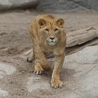 Junger Löwe im Tierpark Hagenbeck/ Hamburg