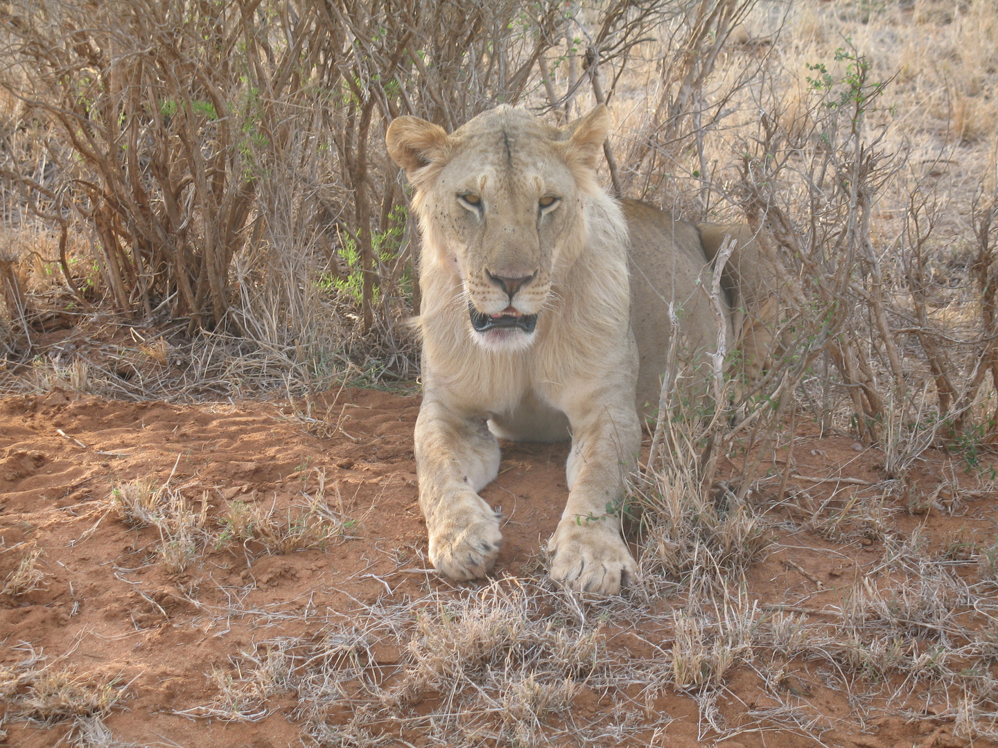 Junger Löwe im Tsavo Ost Nationalpark