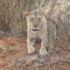 Junger Löwe im Tsavo Ost Nationalpark