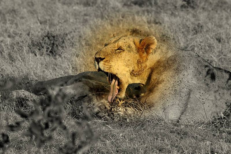 Junger Löwe im Tsavo Ost NP