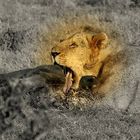 Junger Löwe im Tsavo Ost NP