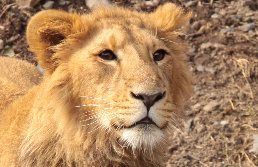 Junger Löwe im Zoo Zürich