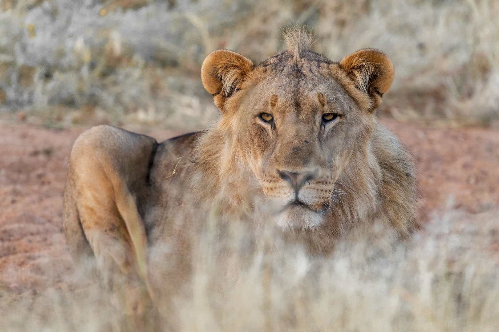 junger Löwe in Namibia