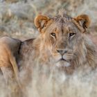 junger Löwe in Namibia