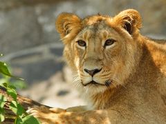 junger Löwe (!) liegt im Schatten