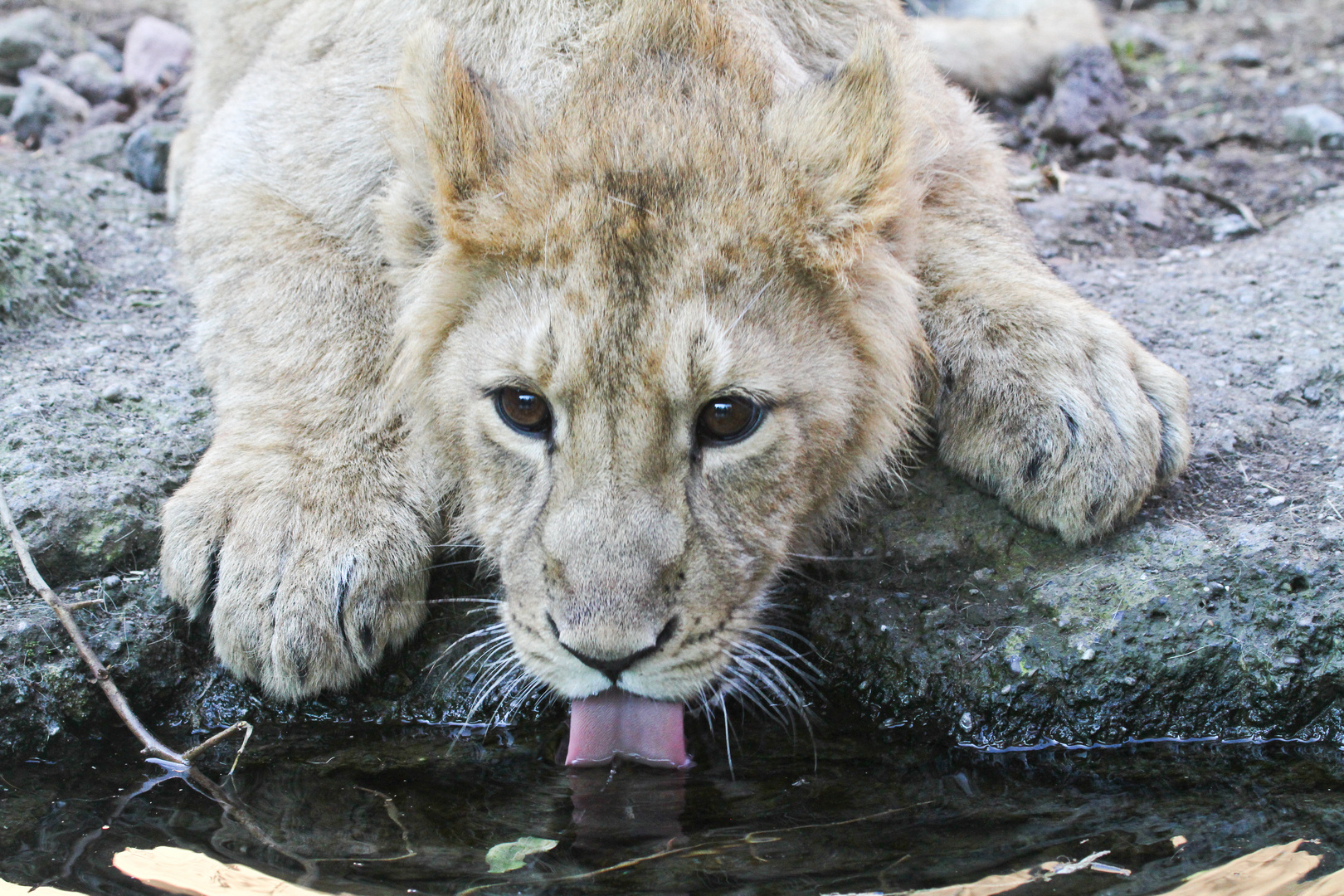 Junger Löwe mit Durst