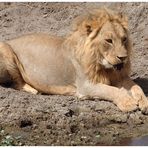 Junger Löwe • Ngorongoro NP