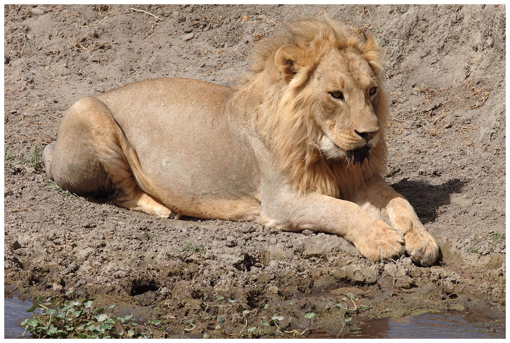 Junger Löwe • Ngorongoro NP