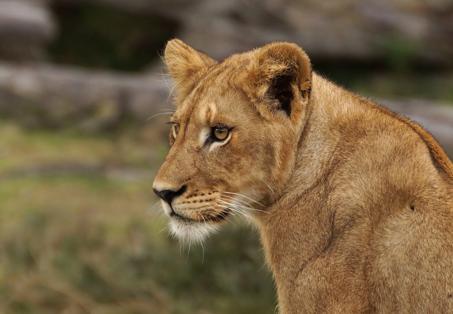 Junger Löwe (Panthera leo)