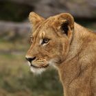Junger Löwe (Panthera leo)