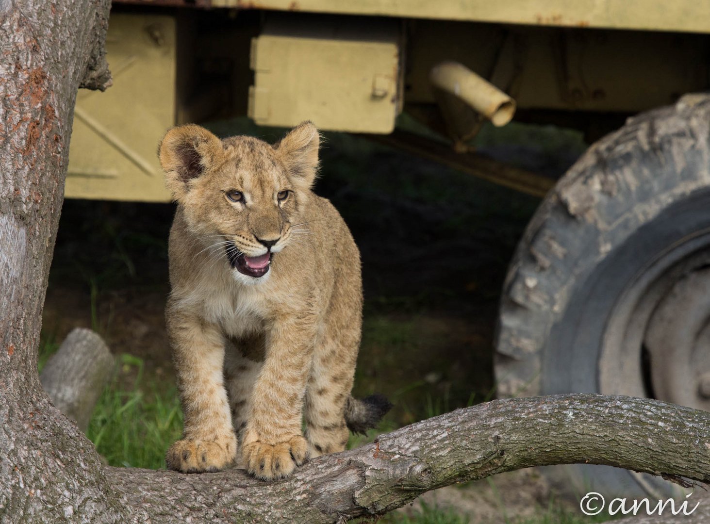 junger Löwe Safari-Park Beekse Bergen