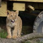 junger Löwe Safari-Park Beekse Bergen