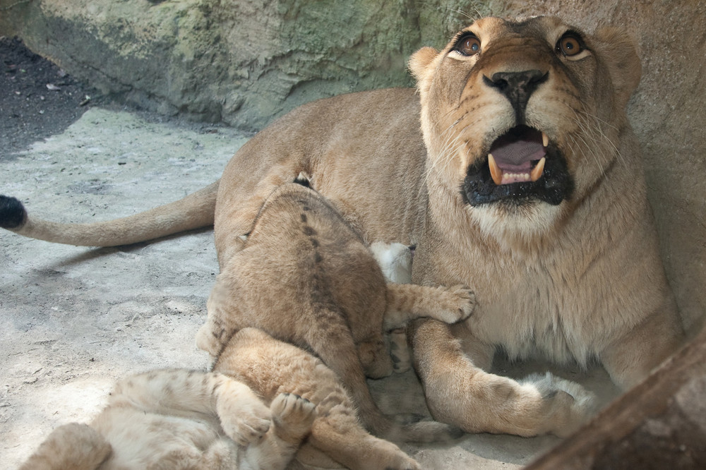 Junger Löwe und Mama !!