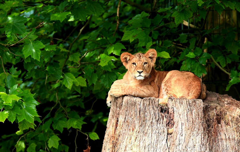 junger Löwe - Zoo Dortmund