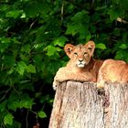 junger Löwe - Zoo Dortmund