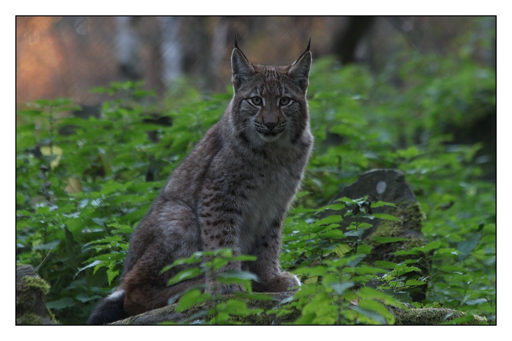 Junger Luchs (1)