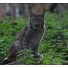 Junger Luchs (1)