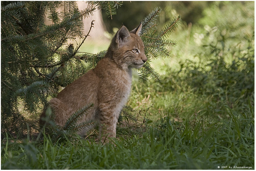 junger Luchs