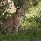 junger Luchs