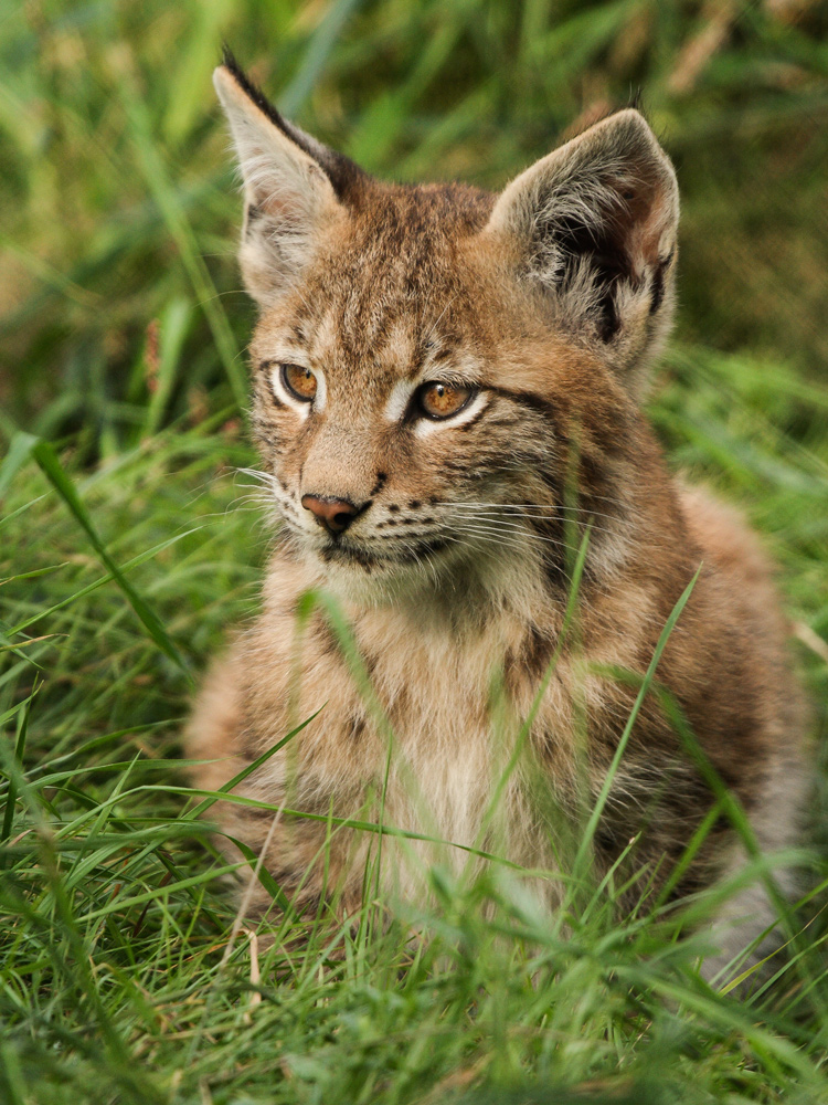 Junger Luchs