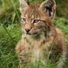 Junger Luchs